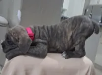 Blue Brindle female 💙 , a female Cane Corso for sale in Dallas, TX – 3 of 7