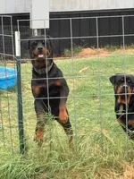 Rottweiler Female (FiFi), a female Rottweiler for sale in Dallas, TX – 4 of 4