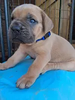 Blue Collar Male 💙 , a male Cane Corso for sale in Dallas, TX – 10 of 10