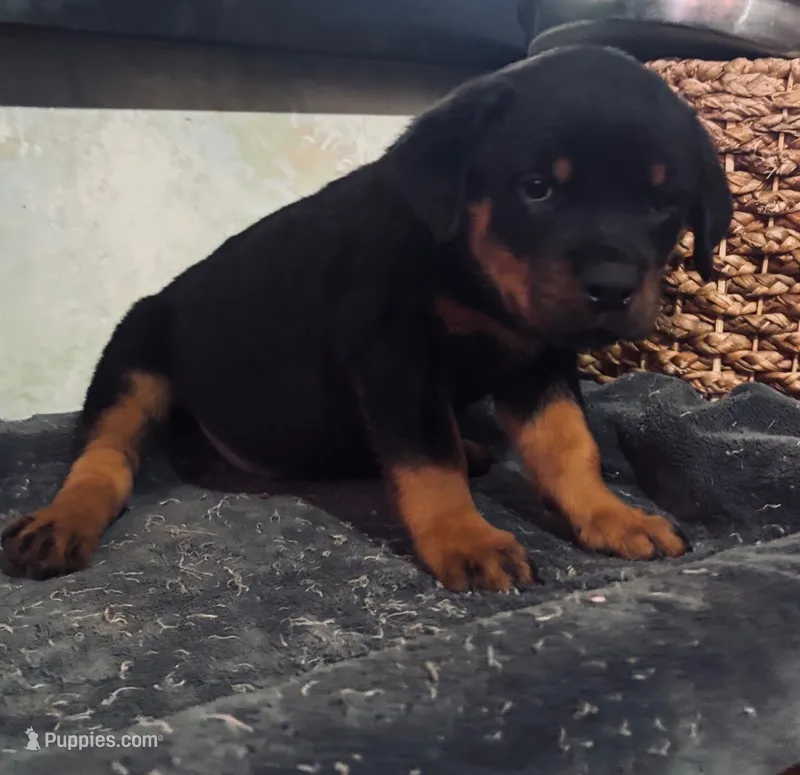 Rottweiler Female (FiFi) – Rottweiler puppy for sale in Dallas, TX