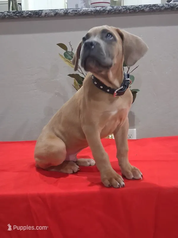 Black collar male Cane Corso  – Cane Corso puppy for sale in Dallas, TX