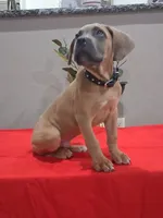 Black collar male Cane Corso , a male Cane Corso for sale in Dallas, TX – 7 of 10