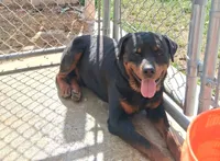 Female German Rottweiler #2, a female Rottweiler for sale in Dallas, TX – 5 of 6