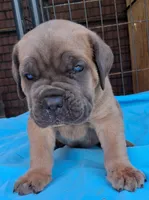 Red collar male  ♥️ , a male Cane Corso for sale in Dallas, TX – 6 of 10