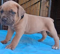 Black collar male Cane Corso , a male Cane Corso for sale in Dallas, TX – 2 of 10