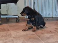 European Doberman Male , a male Doberman Pinscher for sale in Dallas, TX – 4 of 7