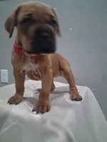 Pink Collar Female Cane Corso , a female Cane Corso for sale in Dallas, TX – 7 of 9