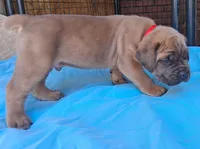 Red collar male  ♥️ , a male Cane Corso for sale in Dallas, TX – 4 of 10