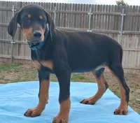 Blue Collar Female , a female Doberman Pinscher for sale in Dallas, TX – 3 of 10