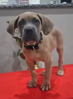 Black collar male Cane Corso , a male Cane Corso for sale in Dallas, TX – 4 of 10