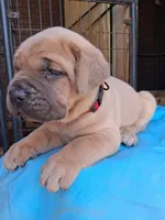 Burgundy collar male , a male Cane Corso for sale in Dallas, TX – 6 of 10