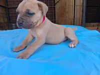 Pink collar female 💗 , a female Cane Corso for sale in Dallas, TX – 5 of 10