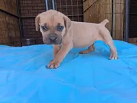 Pink collar female 💗 , a female Cane Corso for sale in Dallas, TX – 2 of 10