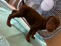 Female European Doberman pup, a female Doberman Pinscher for sale in Dallas, TX – 2 of 9
