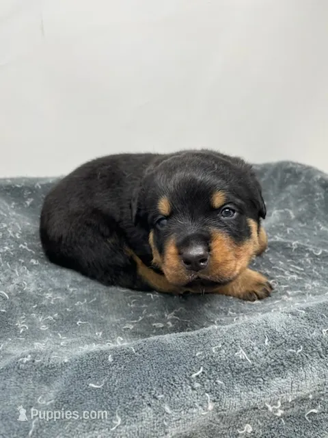 Female German Rottweiler #2 – Rottweiler puppy for sale in Dallas, TX