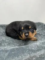 Female German Rottweiler #2, a female Rottweiler for sale in Dallas, TX – 1 of 6