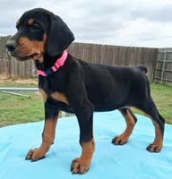 Black and Tan European Female  Pink collar , a female Doberman Pinscher for sale in Dallas, TX – 3 of 10