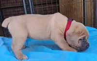 Burgundy collar male , a male Cane Corso for sale in Dallas, TX – 2 of 10