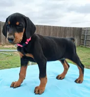 Black and Tan European Female  Pink collar , a female Doberman Pinscher for sale in Dallas, TX – 4 of 10