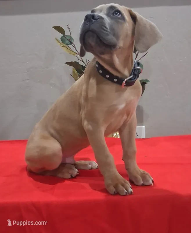 Black collar male Cane Corso  – Cane Corso puppy for sale in Dallas, TX