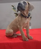 Black collar male Cane Corso , a male Cane Corso for sale in Dallas, TX – 1 of 10