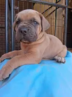 Black collar male Cane Corso , a male Cane Corso for sale in Dallas, TX – 6 of 10