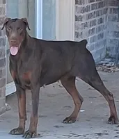 Black and Tan European Female , a female Doberman Pinscher for sale in Dallas, TX – 6 of 10