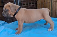 Black collar male Cane Corso , a male Cane Corso for sale in Dallas, TX – 5 of 10