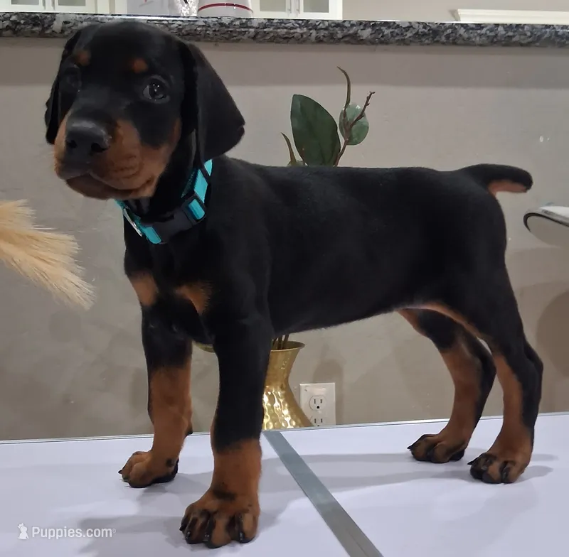  European female  – Doberman Pinscher puppy for sale in Dallas, TX