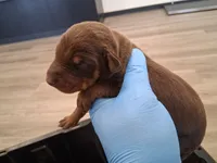 Female European Doberman pup, a female Doberman Pinscher for sale in Dallas, TX – 9 of 9