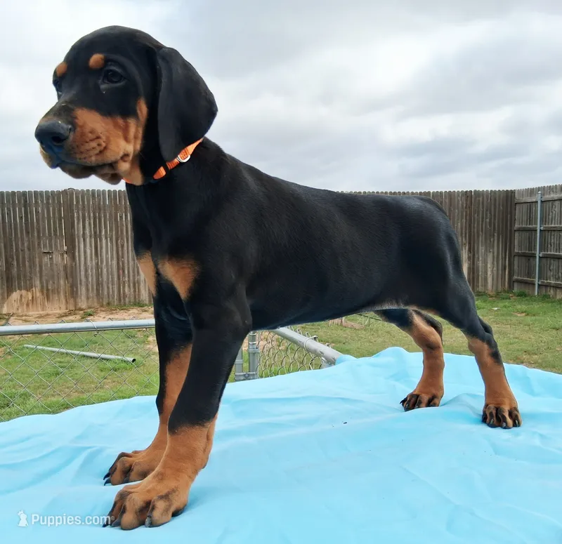 Orange Collar Female  – Doberman Pinscher puppy for sale in Dallas, TX