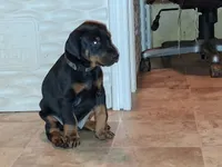 Black and Tan Male Euro Male #2, a male Doberman Pinscher for sale in Dallas, TX – 8 of 8