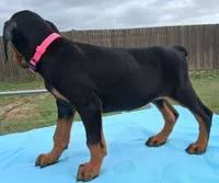 Black and Tan European Female  Pink collar , a female Doberman Pinscher for sale in Dallas, TX – 2 of 10
