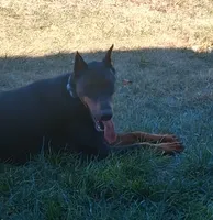 Black and Tan Male Euro, a male Doberman Pinscher for sale in Dallas, TX – 7 of 10