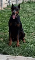 Yellow collar female 💛 , a female Doberman Pinscher for sale in Dallas, TX – 2 of 9