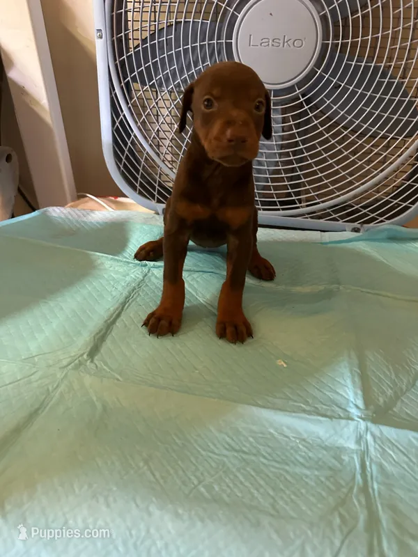 Red Female #2 – Doberman Pinscher puppy for sale in Dallas, TX