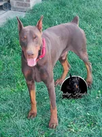 European Doberman Male , a male Doberman Pinscher for sale in Dallas, TX – 6 of 7