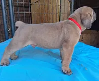 Red collar male  ♥️ , a male Cane Corso for sale in Dallas, TX – 7 of 10