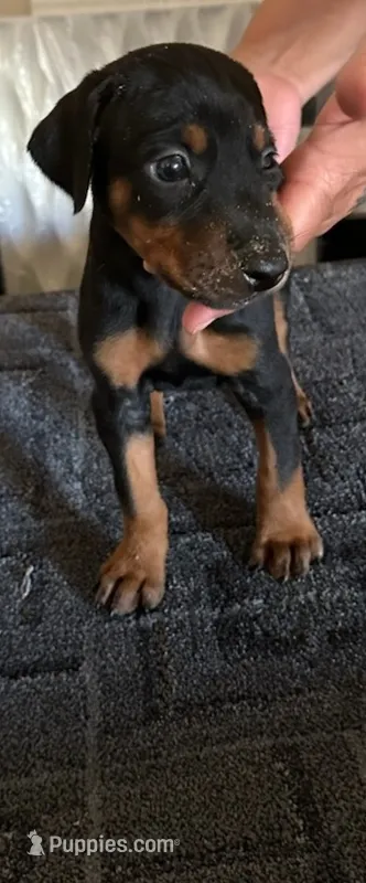 Black and Tan European Female  – Doberman Pinscher puppy for sale in Dallas, TX