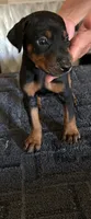 Black and Tan European Female , a female Doberman Pinscher for sale in Dallas, TX – 1 of 10