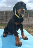 Yellow collar female 💛 , a female Doberman Pinscher for sale in Dallas, TX – 4 of 9