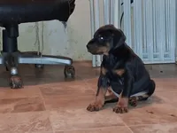 European Doberman Male , a male Doberman Pinscher for sale in Dallas, TX – 5 of 7