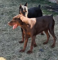 Black and Tan European Female , a female Doberman Pinscher for sale in Dallas, TX – 9 of 10