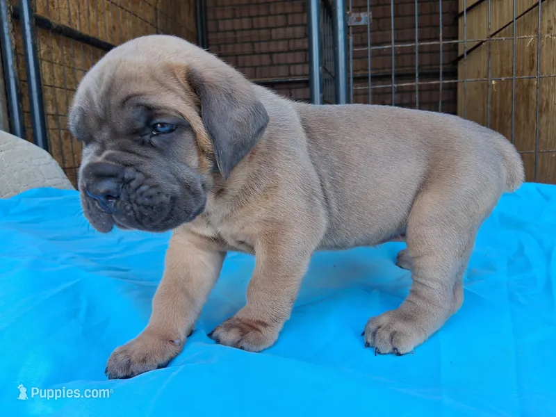 Red collar male  ♥️  – Cane Corso puppy for sale in Dallas, TX