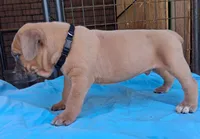 Black collar male Cane Corso , a male Cane Corso for sale in Dallas, TX – 3 of 10