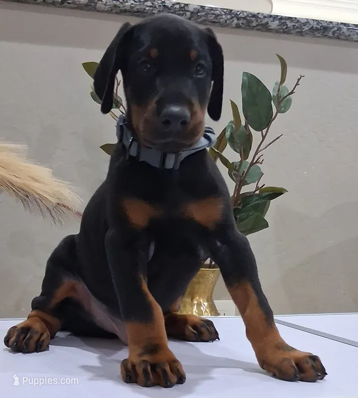 European Doberman Male  – Doberman Pinscher puppy for sale in Dallas, TX