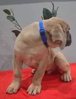 Blue Collar Male 💙 , a male Cane Corso for sale in Dallas, TX – 4 of 10