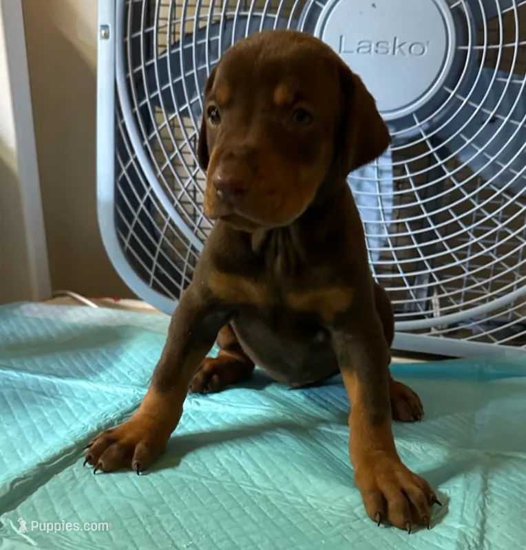 Female European Doberman pup – Doberman Pinscher puppy for sale in Dallas, TX