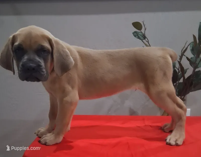 Blue Collar Male 💙  – Cane Corso puppy for sale in Dallas, TX