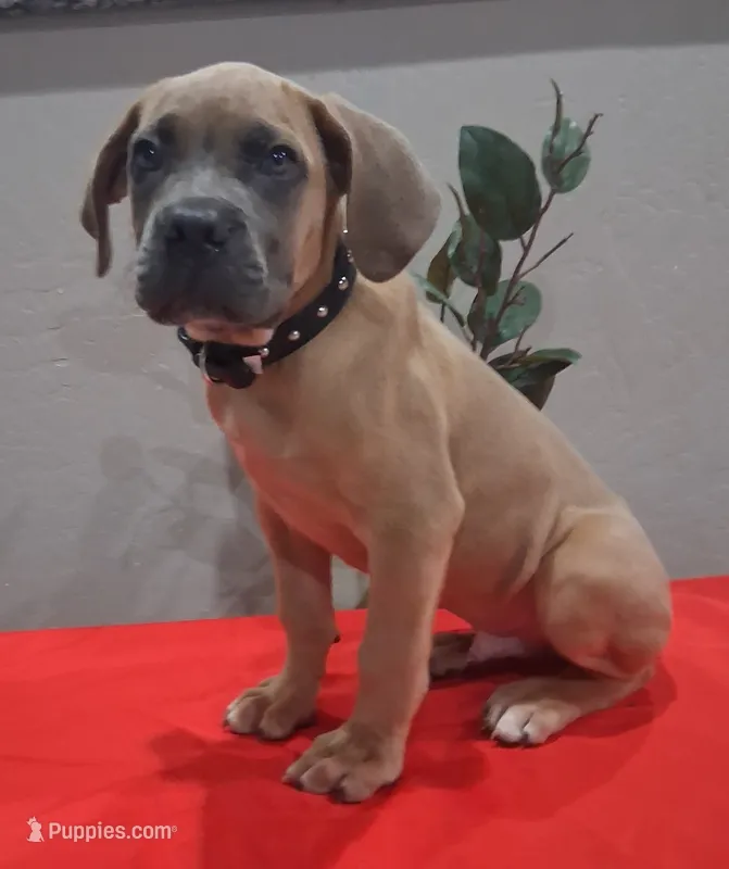 Black collar male Cane Corso  – Cane Corso puppy for sale in Dallas, TX